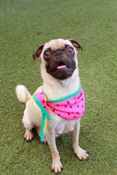 Bryn -  Pug Dog for Adoption in Gardena, California - Bryn | PetCurious