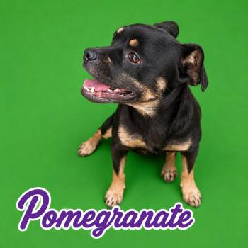 Pomegranate -  Pug and French Bulldog Dog for Adoption in Scottsdale, Arizona - Pomegranate | PetCurious