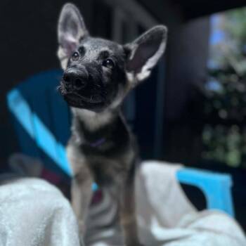 German Shepherd Dog Dogs Available for Adoption in Parkersburg, West Virginia - Ernie | PetCurious