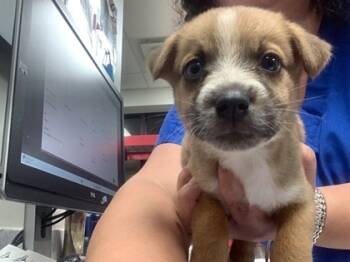 Rescue Shepherd and Mixed Breed Dogs for Adoption in Fort Worth, Texas - Lucas | PetCurious