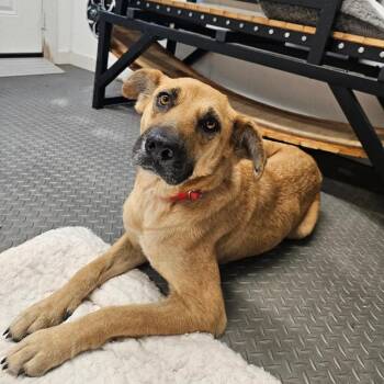 Hazel -  Shepherd Dog for Adoption in Klein, Texas - Hazel | PetCurious