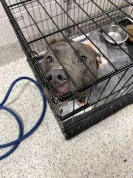 Hudson -  Mixed Breed Dog for Adoption in Atlanta, Georgia - Hudson | PetCurious