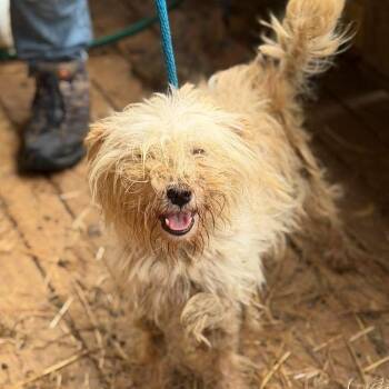 Fred -  Yorkshire Terrier Dog for Adoption in Washington, District Of Columbia - Fred | PetCurious