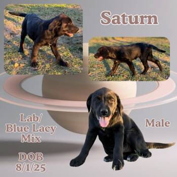 Rescue Labrador Retriever and Blue Lacy Dogs for Adoption in Caldwell, Texas - Saturn | PetCurious