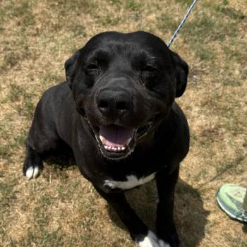 Pit Bull Terrier Dogs Available for Adoption in Columbia, South Carolina - Bobby Joe | PetCurious