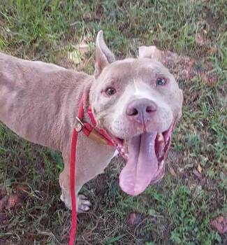 Rescue American Bulldog and Mixed Breed Dogs for Adoption in Fort Lauderdale, Florida - ACE | PetCurious