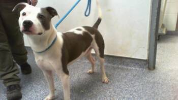 Pit Bull Terrier Dogs Available for Adoption in Charlotte, North Carolina - A1265015 | PetCurious