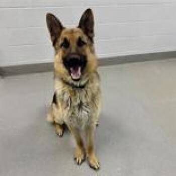 German Shepherd Dog Dogs Available for Adoption in Hilliard, Ohio - Max | PetCurious