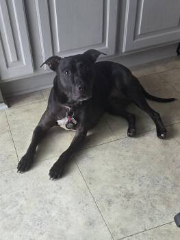 Bonnie -  Pit Bull Terrier and Mixed Breed Dog for Adoption in Clementon, New Jersey - Bonnie | PetCurious
