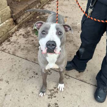 Walton D12727 -  Pit Bull Terrier and Mixed Breed Dog for Adoption - Walton D12727 | PetCurious