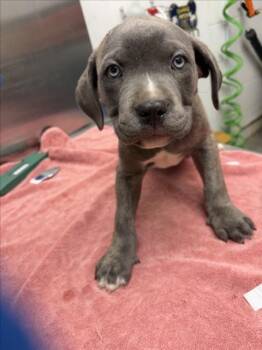 *GORDON -  Pit Bull Terrier Dog for Adoption in Woodland, California - *GORDON | PetCurious
