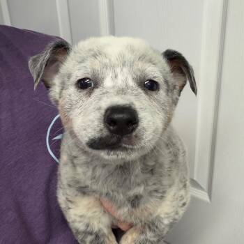 Mischief -  Mixed Breed Dog for Adoption in Dekalb, Illinois - Mischief | PetCurious