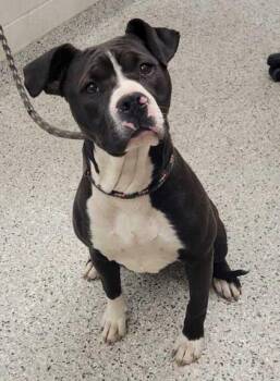 Pit Bull Terrier and Mixed Breed Dogs Available for Adoption in Kansas City, Missouri - Moonie | PetCurious
