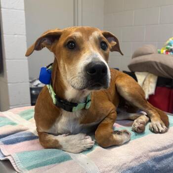 Kody -  Mixed Breed Dog for Adoption in Englewood, Florida - Kody | PetCurious
