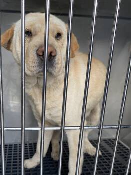 Mixed Breed Dogs Available for Adoption - CHEESE CAKE | PetCurious