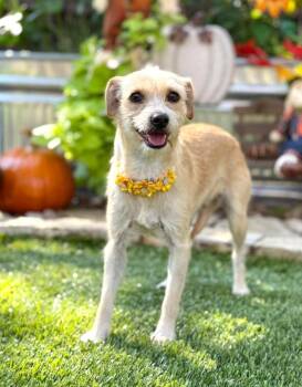 Rescue Terrier Dogs for Adoption in Fairfield, Connecticut - Daisy Mae | PetCurious