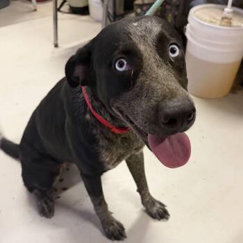 Luna -  Australian Cattle Dog Blue Heeler Dog for Adoption in Muldrow, Oklahoma - Luna | PetCurious