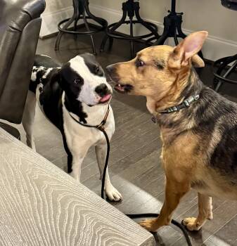 American Staffordshire Terrier and German Shorthaired Pointer Dogs Available for Adoption - Sissy | PetCurious