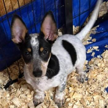 Chihuahua and Parson Russell Terrier Dogs Available for Adoption in Loves Park, Illinois - ALDERAAN | PetCurious
