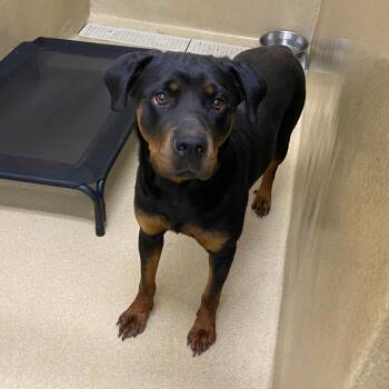 Sugar -  Rottweiler and Mixed Breed Dog for Adoption in Monroe, Georgia - Sugar | PetCurious