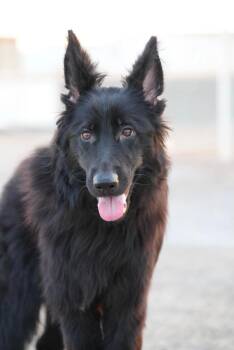 DANNY. -  German Shepherd Dog Dog for Adoption in Toronto, Ontario - DANNY. | PetCurious