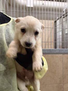 Cattle Dog Dogs Available for Adoption - Sarge | PetCurious