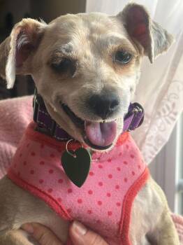 Yorkshire Terrier Dogs Available for Adoption - Alfie | PetCurious