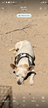 Luna  -  Chihuahua Dog for Adoption in Kingman, Arizona - Luna  | PetCurious
