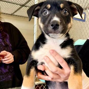 German Shepherd Dog and American Staffordshire Terrier Dogs Available for Adoption - Bensley | PetCurious