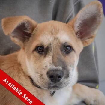 German Shepherd Dog and Catahoula Leopard Dog Dogs Available for Adoption - Robinson | PetCurious