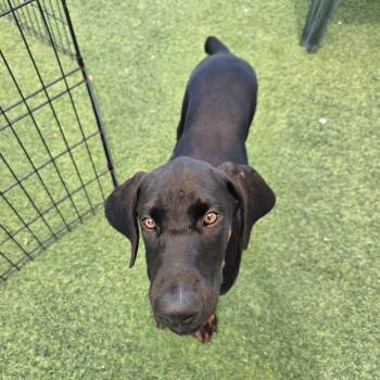 Hazel 3602 (Lee pup yellow) -  Doberman Pinscher Dog for Adoption in Oakland Park, Florida - Hazel 3602 (Lee Pup Yellow) | PetCurious