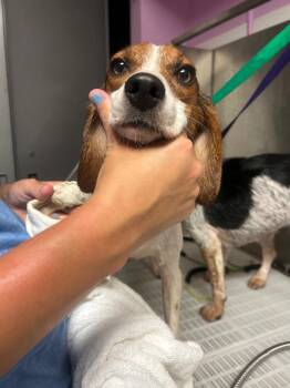 Willow -  Beagle Dog for Adoption in Morgantown, Kentucky - Willow | PetCurious
