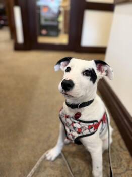 Domino -  Mixed Breed Dog for Adoption in Saskatoon, Saskatchewan - Domino | PetCurious