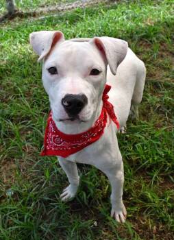 Sparky #A-143323 -  Pit Bull Terrier Dog for Adoption in Silsbee, Texas - Sparky #A-143323 | PetCurious
