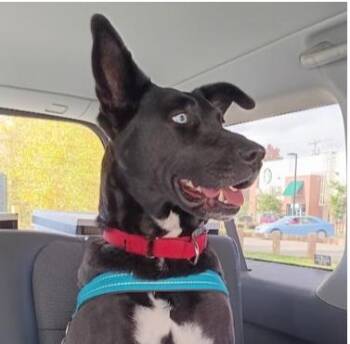 Mixed Breed Dogs Available for Adoption in Albany, New York - Twyla (3 Years Old) ~ Cross Post | PetCurious