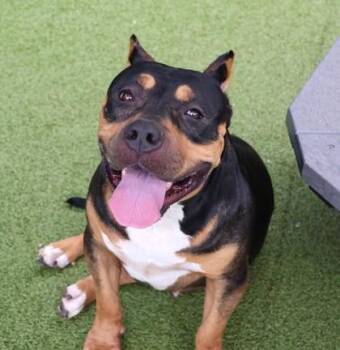 Muriel -  Mixed Breed Dog for Adoption in Athens, Georgia - Muriel | PetCurious