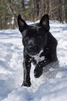 Pit Bull Terrier and Labrador Retriever Dogs Available for Adoption in Princeton, Massachusetts - Rocco - LOCAL In MA | PetCurious
