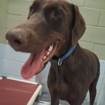 Hannah 26-09-098 -  Doberman Pinscher Dog for Adoption in Bastrop, Texas - Hannah 26-09-098 | PetCurious