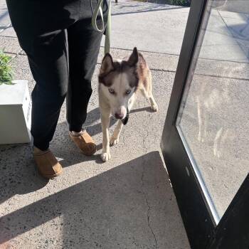Selene -  Husky Dog for Adoption in Philadelphia, Pennsylvania - Selene | PetCurious