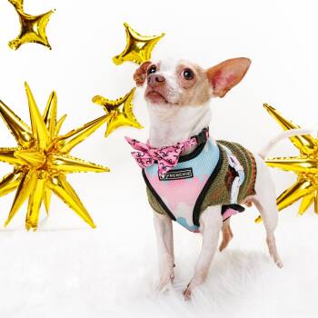 Rescue Chihuahua Dogs for Adoption in Durham, North Carolina - Cooper | PetCurious