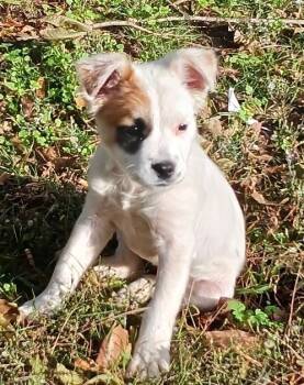 Rescue Terrier and Spaniel Dogs for Adoption in Horn Lake, Mississippi - Sage | PetCurious