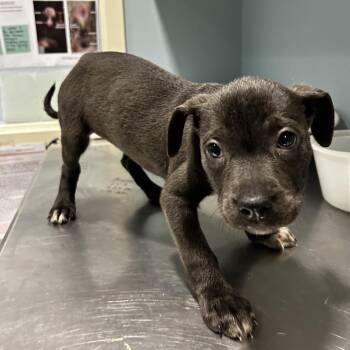 Ruby -  Mixed Breed Dog for Adoption in Chattanooga, Tennessee - Ruby | PetCurious