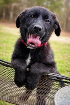 Newfoundland Dog and German Shepherd Dog Dogs Available for Adoption - Timber | PetCurious