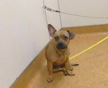 MAISIE -  Chihuahua and Mixed Breed Dog for Adoption in Sacramento, California - MAISIE | PetCurious