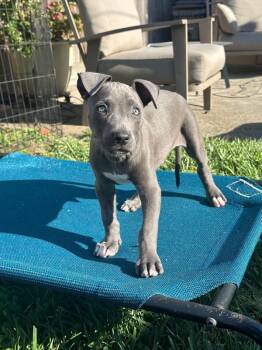 Hei Hei -  Pit Bull Terrier Dog for Adoption in Novato, California - Hei Hei | PetCurious