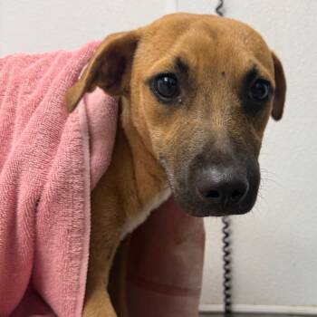 Alexia -  Pit Bull Terrier and Mixed Breed Dog for Adoption in Abilene, Texas - Alexia | PetCurious
