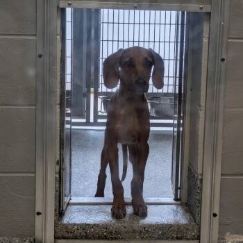 Lucky Penny -  Great Dane and Hound Dog for Adoption in Charlottesville, Virginia - Lucky Penny | PetCurious
