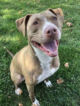 Rescue Pit Bull Terrier Dogs for Adoption in Archbold, Ohio - Aria | PetCurious