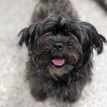 Petunia -  Mixed Breed Dog for Adoption in West Olive, Michigan - Petunia | PetCurious