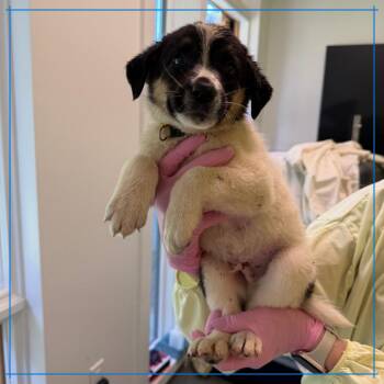 Sticky Toffee Pudding -  Mixed Breed Dog for Adoption in Austin, Texas - Sticky Toffee Pudding | PetCurious
